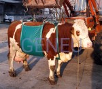 Urządzenie do podnoszenia krów DAISY LIFTER